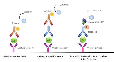 elisa detection antibody